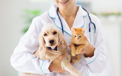 How to Choose the Best Pet Vets in Honolulu